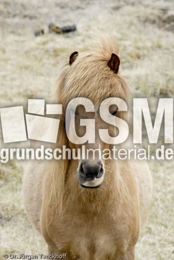 Islandpferde (26 von 50).jpg